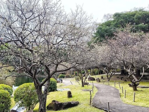 北台灣賞梅季倒數！冬日美景全攻略 帶大家從平地拍到高山！