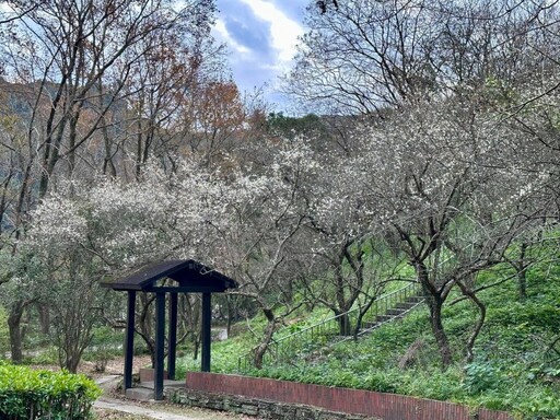 北台灣賞梅季倒數！冬日美景全攻略 帶大家從平地拍到高山！