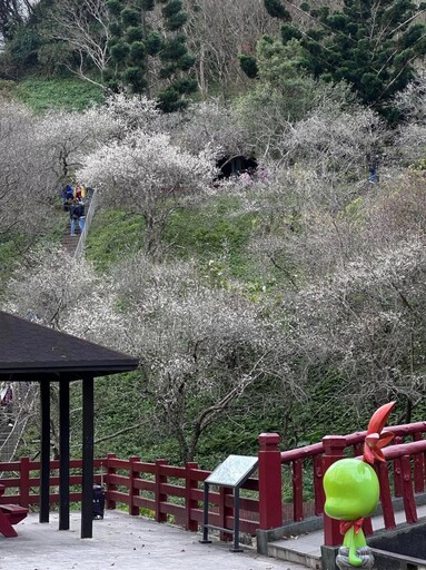 北台灣賞梅季倒數！冬日美景全攻略 帶大家從平地拍到高山！