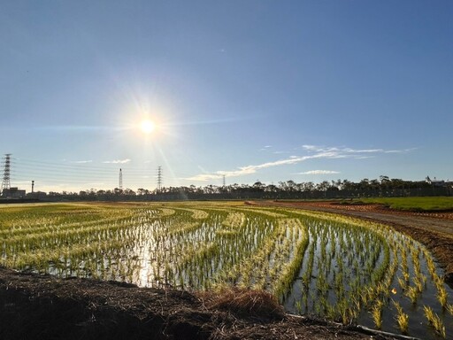 屏東春節必逛！2025熱帶農博震撼登場 彩稻田首次開放打卡！