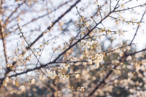 蜜蜂忙、梅花香！台中都會公園梅花如雪 夢幻場景別錯過！