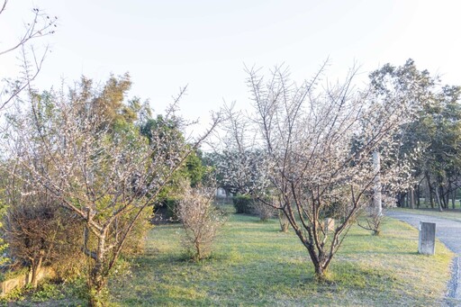 蜜蜂忙、梅花香！台中都會公園梅花如雪 夢幻場景別錯過！