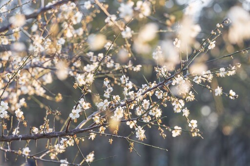 蜜蜂忙、梅花香！台中都會公園梅花如雪 夢幻場景別錯過！