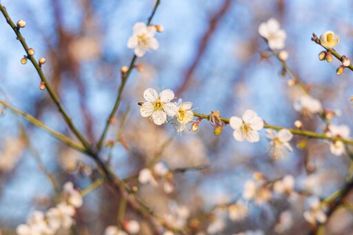 蜜蜂忙、梅花香！台中都會公園梅花如雪 夢幻場景別錯過！