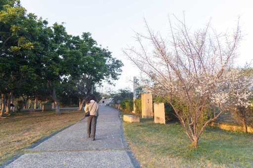 蜜蜂忙、梅花香！台中都會公園梅花如雪 夢幻場景別錯過！