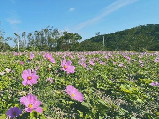 苗栗期間限定花海！7000平方公尺繽紛花海 等你變身花精靈！