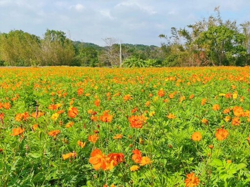 苗栗期間限定花海！7000平方公尺繽紛花海 等你變身花精靈！