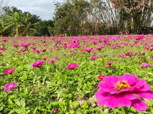 苗栗期間限定花海！7000平方公尺繽紛花海 等你變身花精靈！