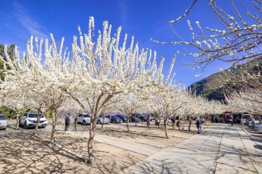 櫻染山頭！2025草坪頭櫻花季開跑 4000棵櫻花盛開等你來拍！