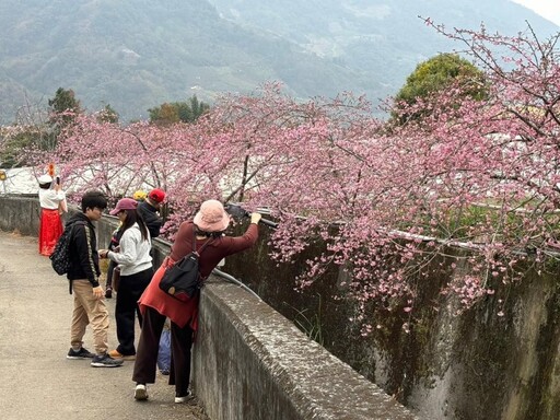 櫻染山頭！2025草坪頭櫻花季開跑 4000棵櫻花盛開等你來拍！