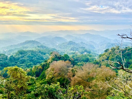 大坑6號、9號登山步道換新裝！浪漫造景、自然景緻盡收眼底