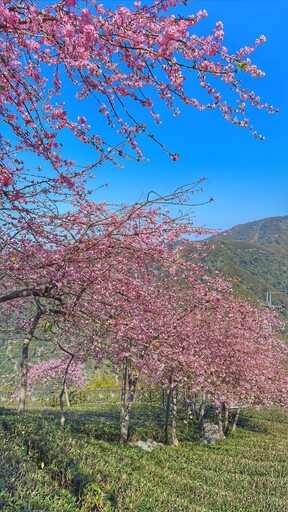 南投賞櫻必去！浪漫櫻花雨+茶園美景 美到彷如置身日劇場景