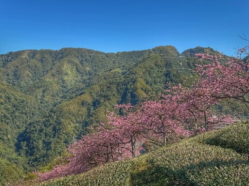 南投賞櫻必去！浪漫櫻花雨+茶園美景 美到彷如置身日劇場景