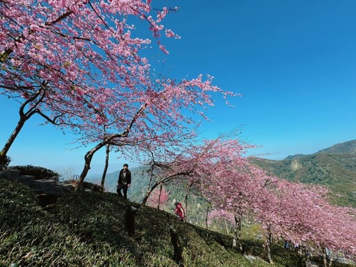 南投賞櫻必去！浪漫櫻花雨+茶園美景 美到彷如置身日劇場景