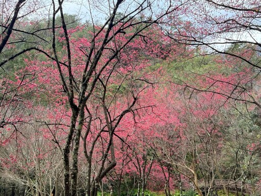 奧萬大森林遊樂區展「櫻」姿！八重櫻、霧社櫻接力綻放中！