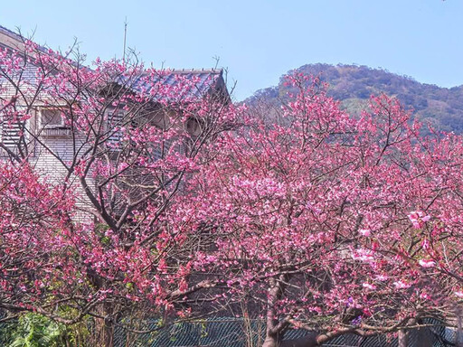 台北最夢幻櫻花巷！陽明山平菁街粉嫩綻放 錯過再等明年！