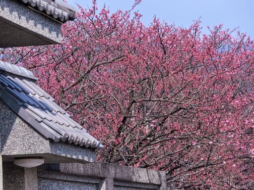 台北最夢幻櫻花巷！陽明山平菁街粉嫩綻放 錯過再等明年！