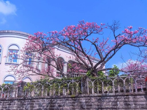 台北最夢幻櫻花巷！陽明山平菁街粉嫩綻放 錯過再等明年！