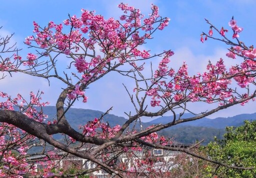 台北最夢幻櫻花巷！陽明山平菁街粉嫩綻放 錯過再等明年！