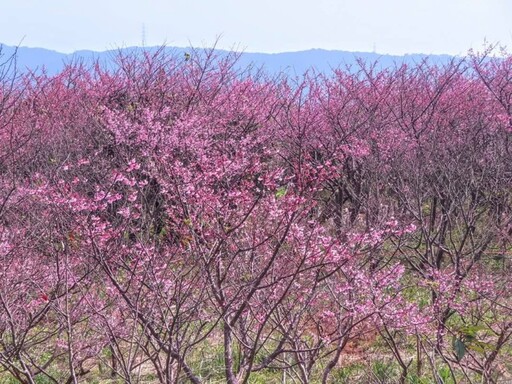 台北最夢幻櫻花巷！陽明山平菁街粉嫩綻放 錯過再等明年！