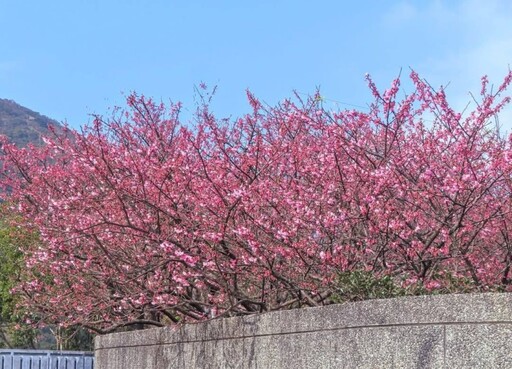 台北最夢幻櫻花巷！陽明山平菁街粉嫩綻放 錯過再等明年！