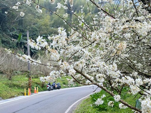 竹崎原民休息站李花盛開！嘉義春日限定美景宛如花海仙境！