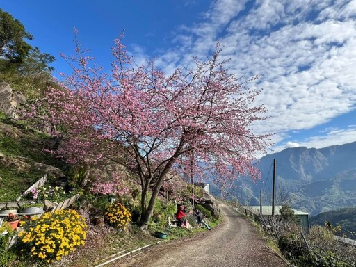 嘉義賞櫻必訪！太和村櫻穀王與茶亭 共譜絕美浪漫場景