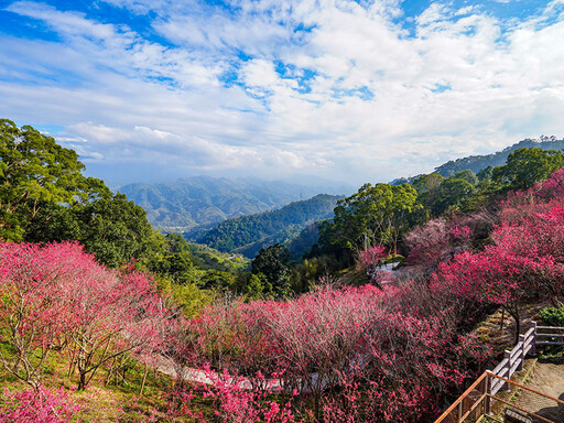 櫻你而來！苗栗協雲宮步道五千棵櫻花大爆發 美翻整座山頭！