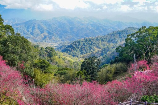 櫻你而來！苗栗協雲宮步道五千棵櫻花大爆發 美翻整座山頭！