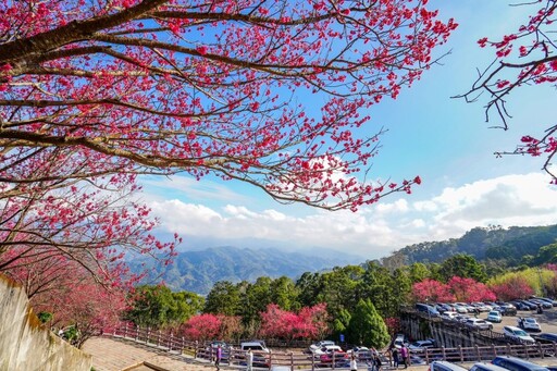 櫻你而來！苗栗協雲宮步道五千棵櫻花大爆發 美翻整座山頭！