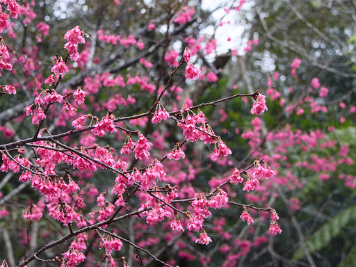 花見櫻花季│石碇賞櫻趣！登高健行賞美櫻 體驗浪漫粉色花雨