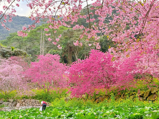 粉嫩炸裂！南投「阿本農場」櫻花滿開 美到像掉進童話世界！