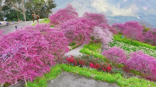 粉嫩炸裂！南投「阿本農場」櫻花滿開 美到像掉進童話世界！