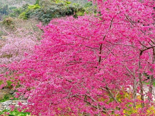 粉嫩炸裂！南投「阿本農場」櫻花滿開 美到像掉進童話世界！