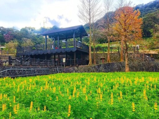 貓空樟樹步道魯冰花盛開！金黃花海與地景藝術共譜童話詩篇