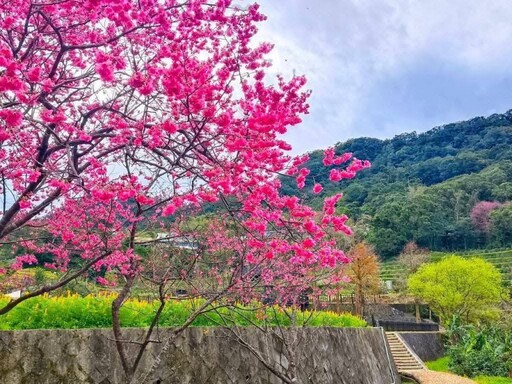 貓空樟樹步道魯冰花盛開！金黃花海與地景藝術共譜童話詩篇