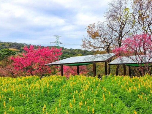 貓空樟樹步道魯冰花盛開！金黃花海與地景藝術共譜童話詩篇