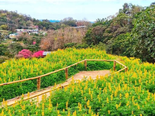 貓空樟樹步道魯冰花盛開！金黃花海與地景藝術共譜童話詩篇