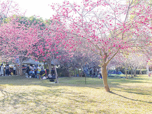 2025暨大櫻花季開跑！3000棵櫻花齊放 浪漫奇蹟不用飛日本！