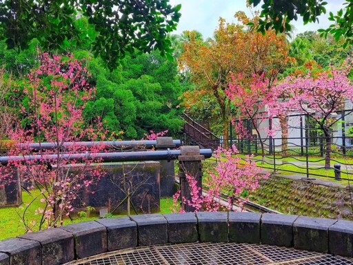 歐風建築 x 櫻花美景！台北自來水博物館河津櫻綻放中！