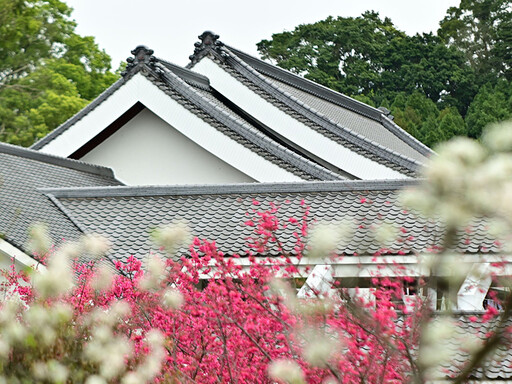 不用飛日本！苗栗獅潭「蓮臺山」昭和櫻盛開 美景媲美京都！