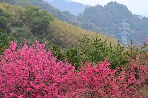 不用飛日本！苗栗獅潭「蓮臺山」昭和櫻盛開 美景媲美京都！