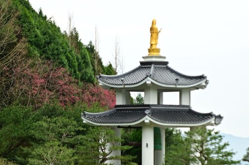 不用飛日本！苗栗獅潭「蓮臺山」昭和櫻盛開 美景媲美京都！