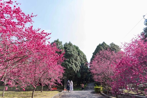 九族櫻花季開跑！6000棵櫻花綻放x浪漫夜櫻 讓你從早拍到晚