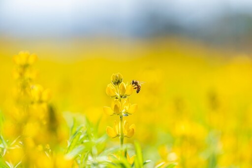 2025桃園魯冰花季│春季黃色浪漫席捲山林 品茗賞花趣！