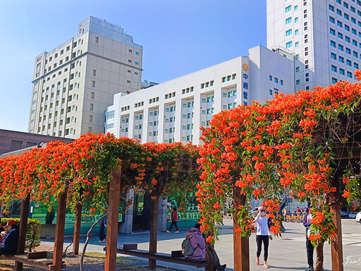 台中市區橙紅花瀑來襲！限時炮仗花景盛放 美拍打卡正當時！