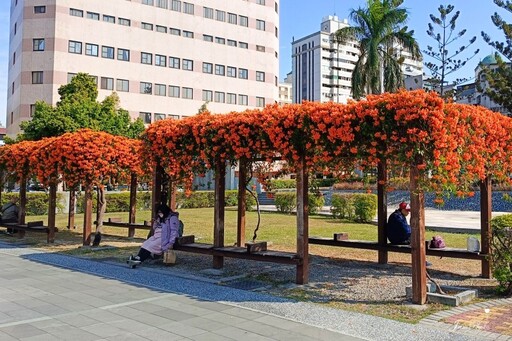 台中市區橙紅花瀑來襲！限時炮仗花景盛放 美拍打卡正當時！