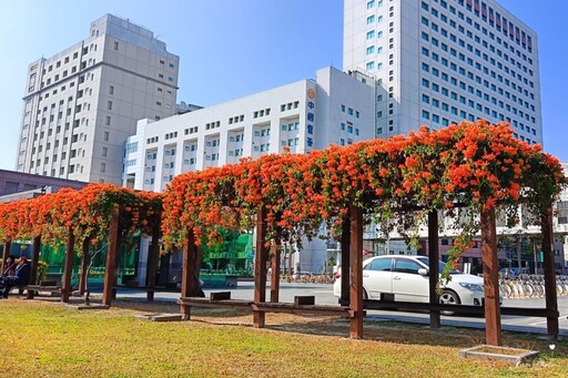 台中市區橙紅花瀑來襲！限時炮仗花景盛放 美拍打卡正當時！