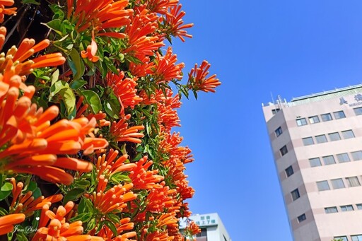 台中市區橙紅花瀑來襲！限時炮仗花景盛放 美拍打卡正當時！