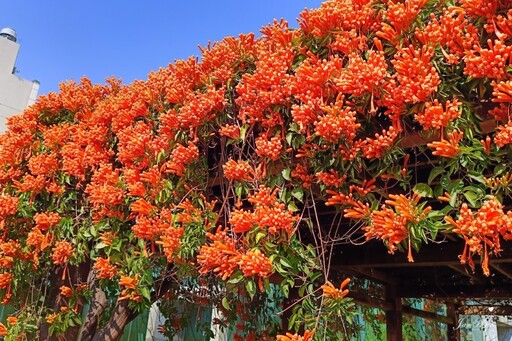 台中市區橙紅花瀑來襲！限時炮仗花景盛放 美拍打卡正當時！